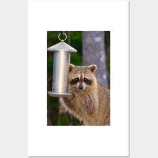 Raccoon Thief Kawaii. Posters and Art